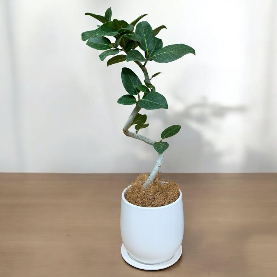 【現物発送】2026運気上昇☆コンパクトなのに樹形太さ◎フィカス・ベンガレンシス