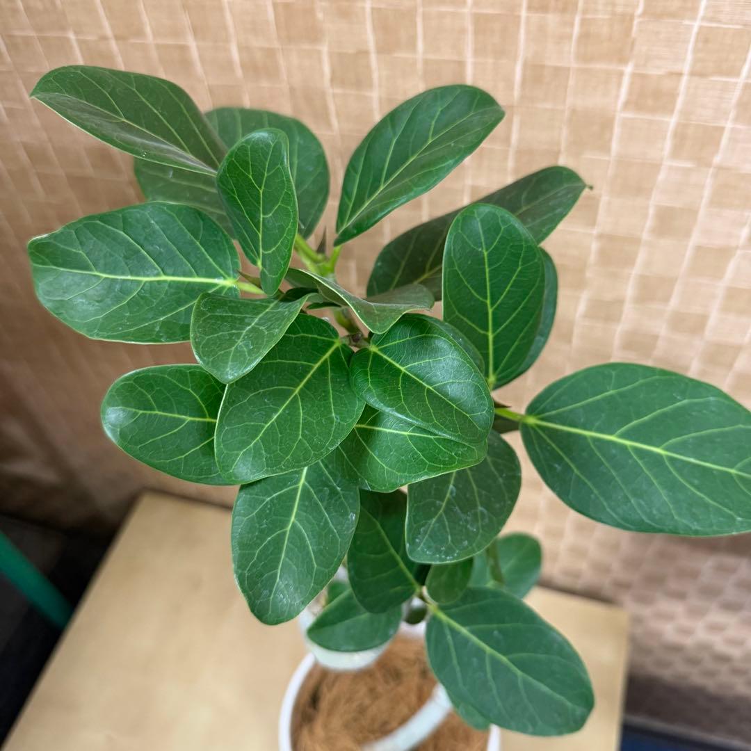 【現物発送】2026運気上昇☆コンパクトなのに樹形太さ◎フィカス・ベンガレンシス