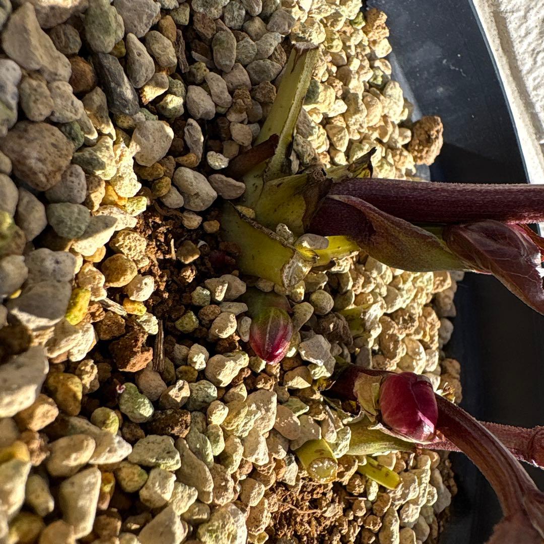 ま*い様 クリスマスローズ　蕾多数　ピンク