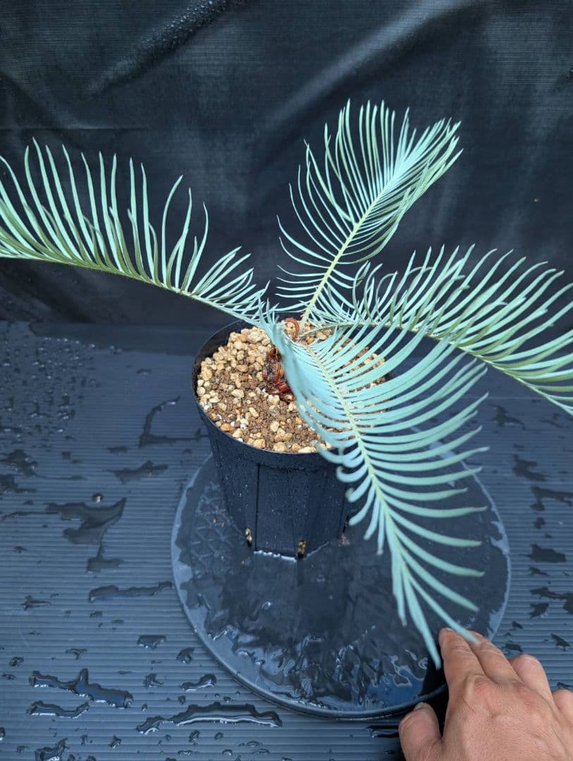 ベストセレクション 6サイカス カイルンシアナ スーパーブルー