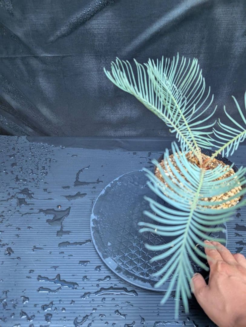 ベストセレクション 6サイカス カイルンシアナ スーパーブルー