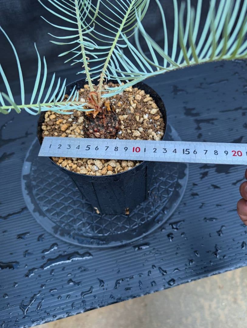 ベストセレクション 6サイカス カイルンシアナ スーパーブルー