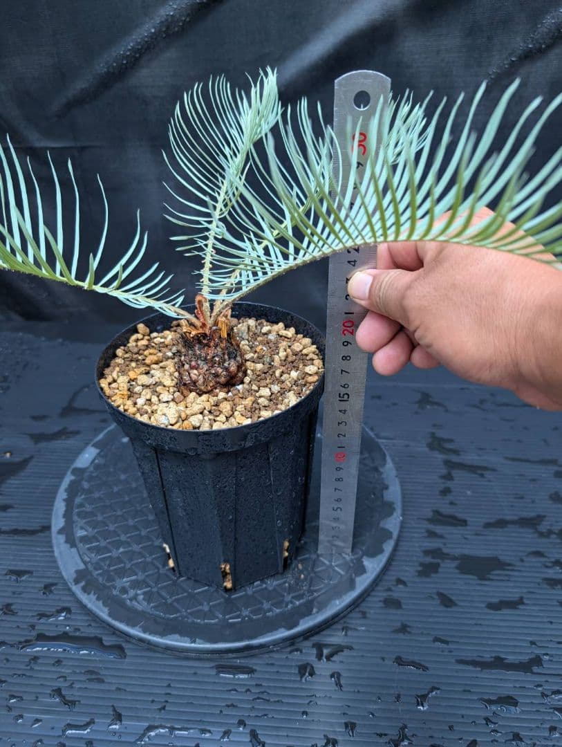 ベストセレクション 6サイカス カイルンシアナ スーパーブルー