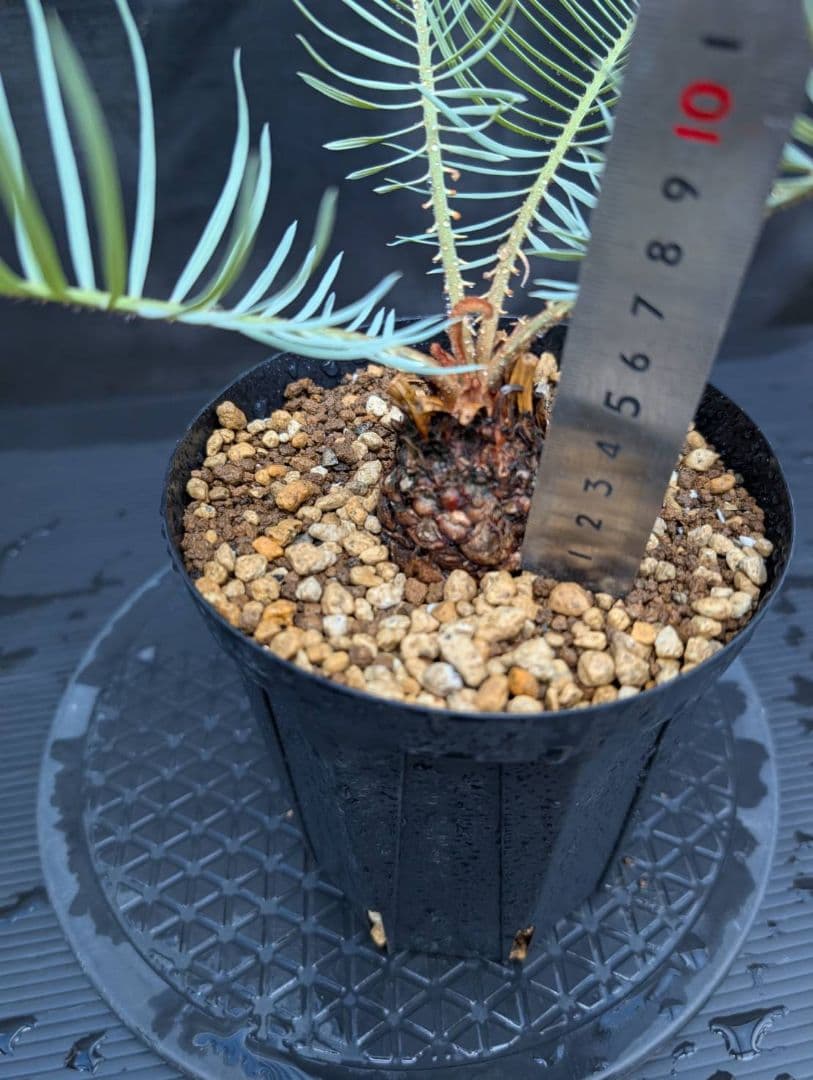 ベストセレクション 6サイカス カイルンシアナ スーパーブルー