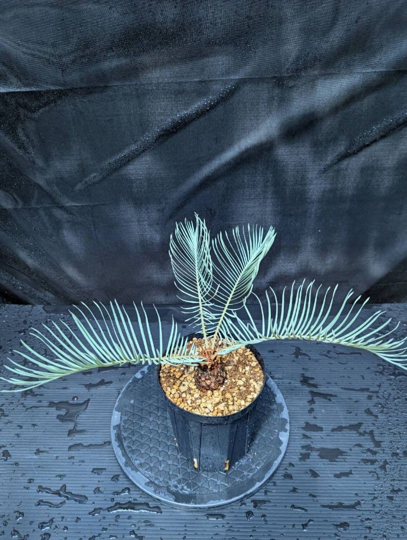 ベストセレクション 6サイカス カイルンシアナ スーパーブルー