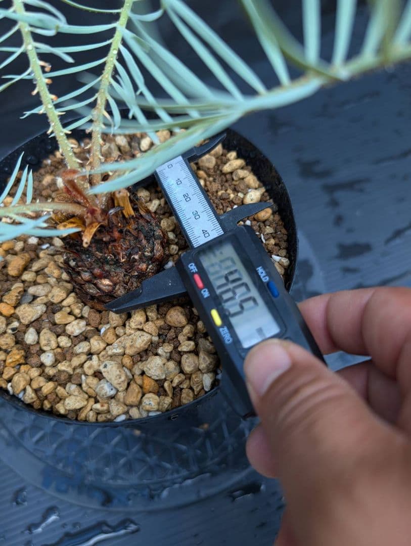 ベストセレクション 6サイカス カイルンシアナ スーパーブルー