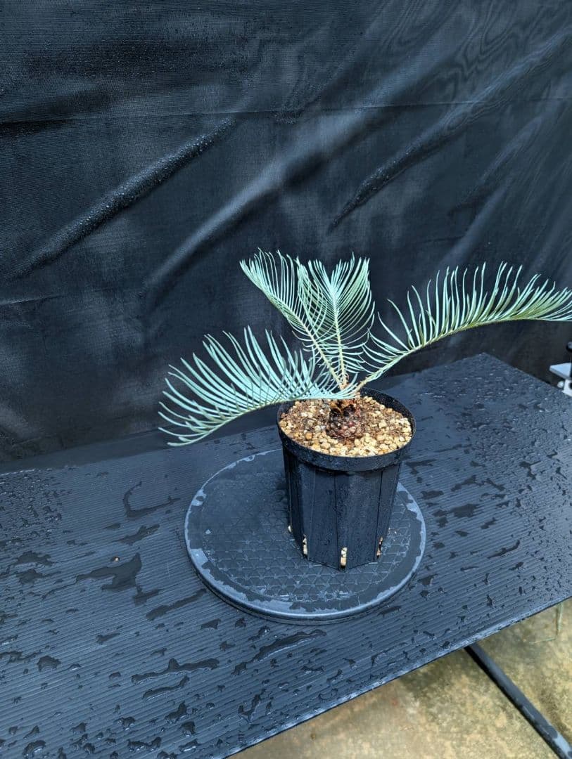 ベストセレクション 6サイカス カイルンシアナ スーパーブルー