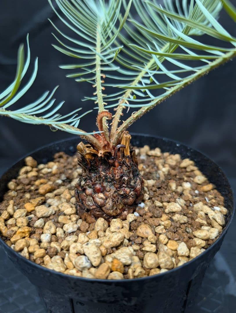 ベストセレクション 6サイカス カイルンシアナ スーパーブルー