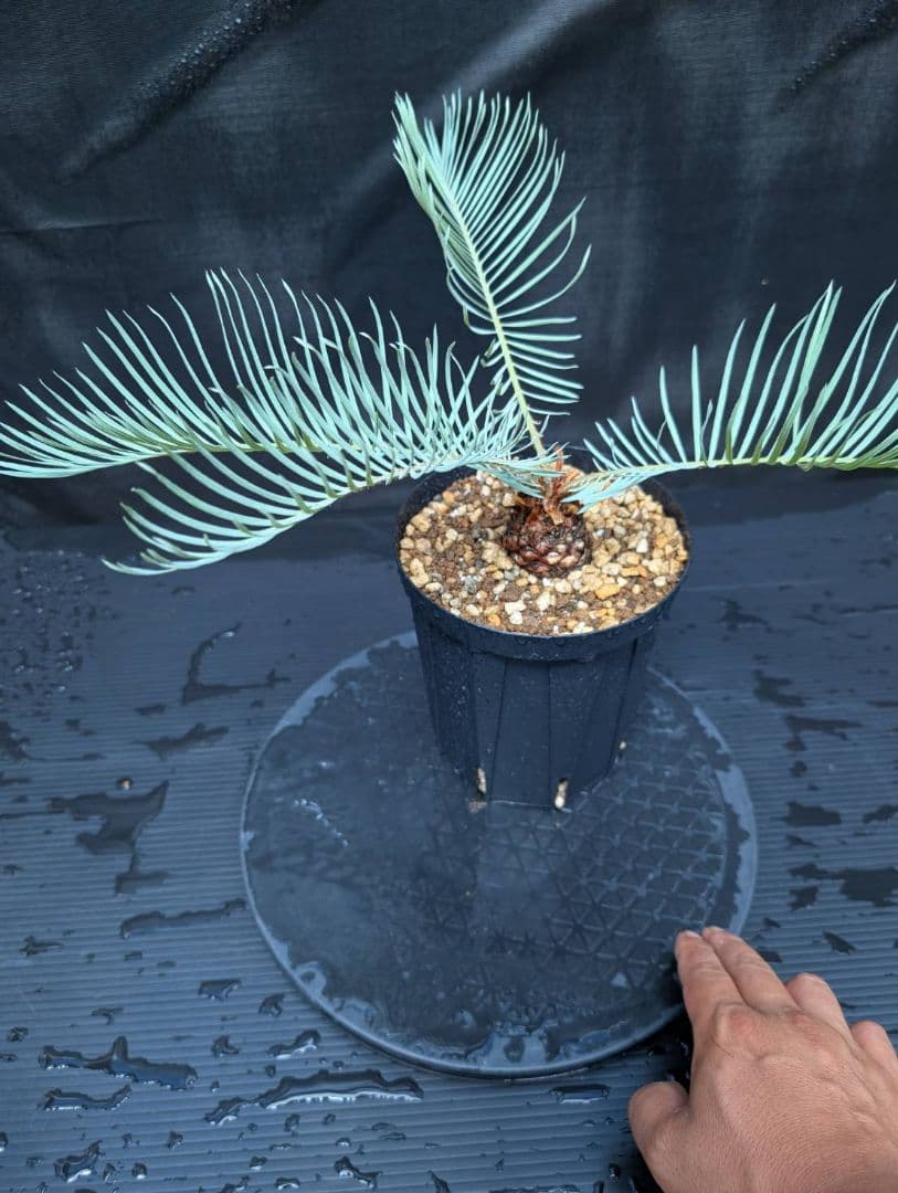 ベストセレクション 6サイカス カイルンシアナ スーパーブルー