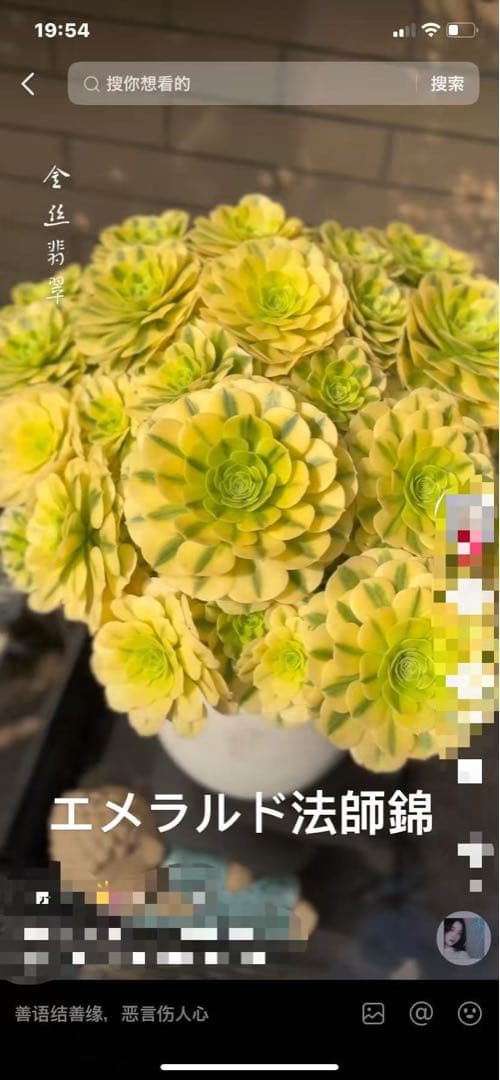 アエオニウム　ベストコンディション