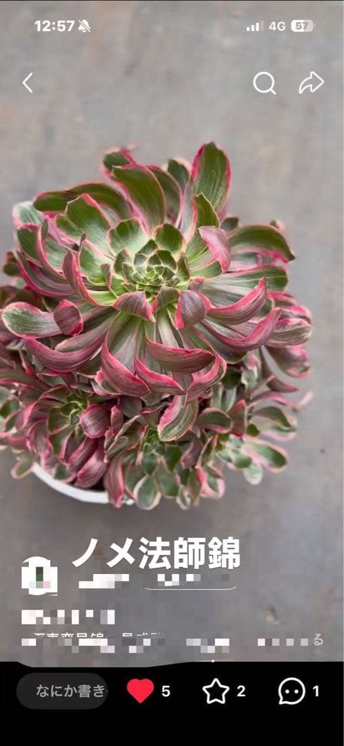 アエオニウム　ベストコンディション