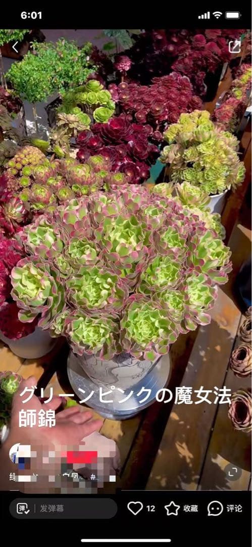 アエオニウム　ベストコンディション