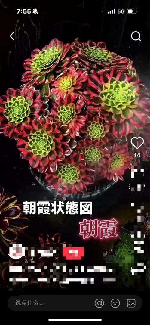 アエオニウム　ベストコンディション