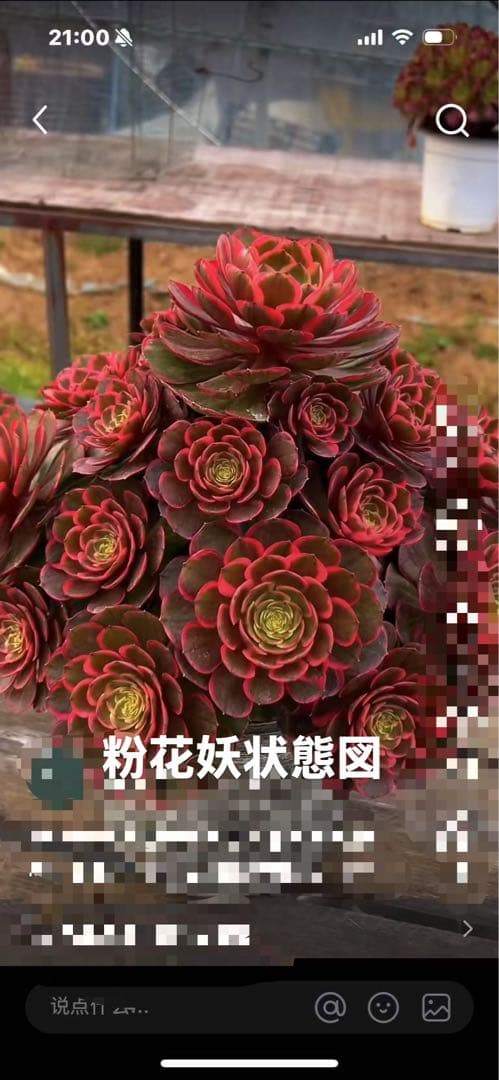 アエオニウム　ベストコンディション