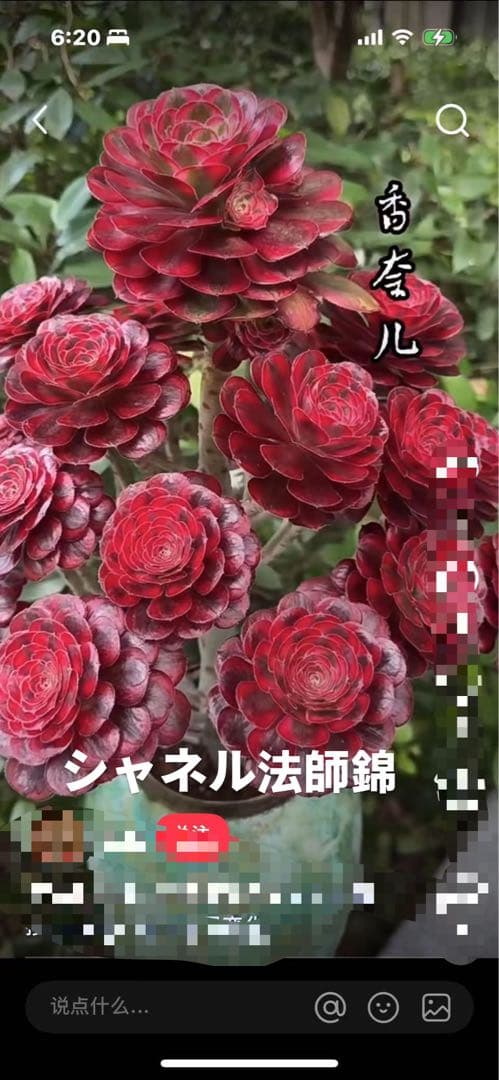 アエオニウム　ベストコンディション