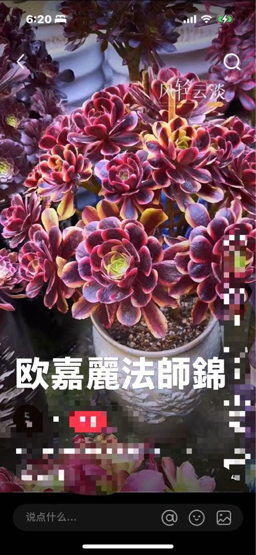 アエオニウム　ベストコンディション