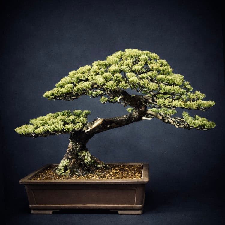 【中品 五葉松盆栽】真柏…　　　葉性、短葉(1.5㎝) 樹幅70㎝