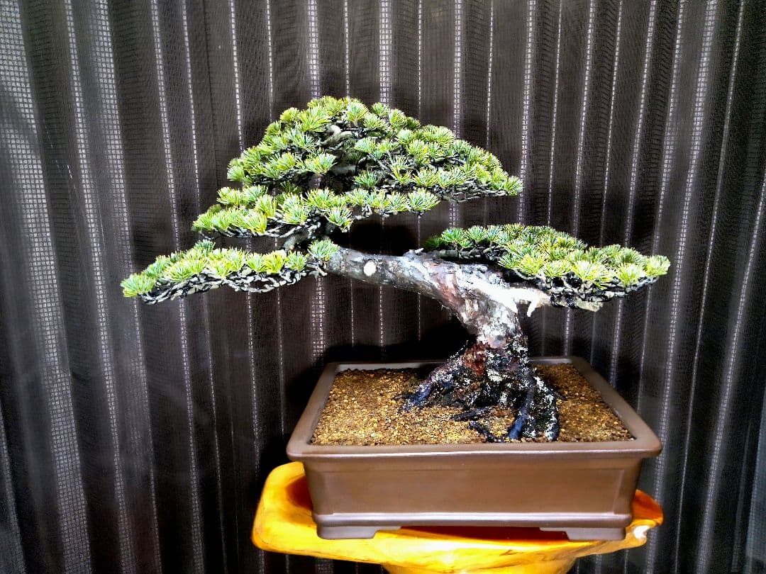 【中品 五葉松盆栽】真柏…　　　葉性、短葉(1.5㎝) 樹幅70㎝