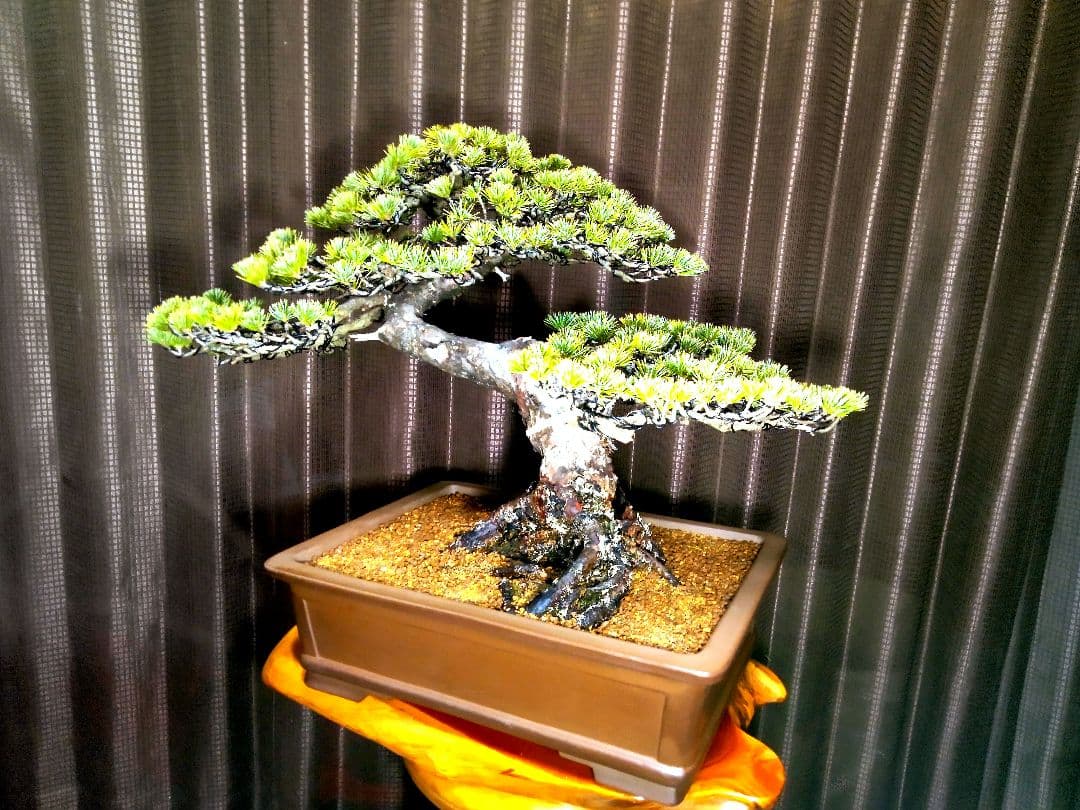 【中品 五葉松盆栽】真柏…　　　葉性、短葉(1.5㎝) 樹幅70㎝