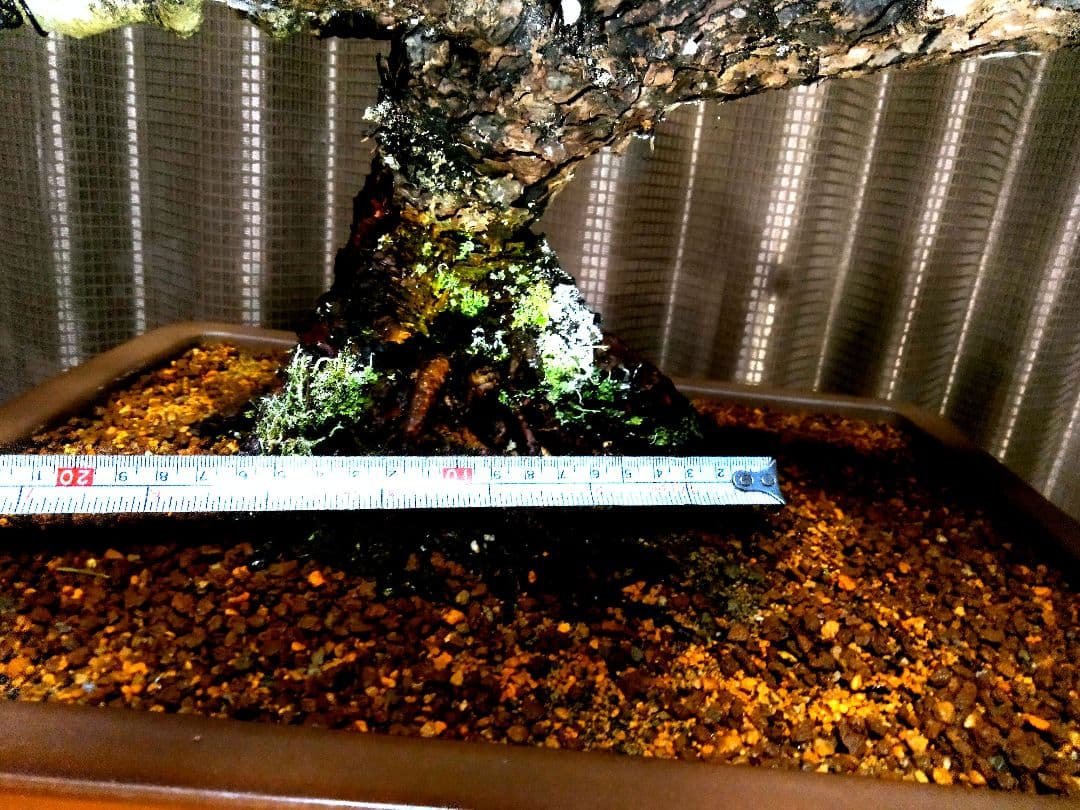 【中品 五葉松盆栽】真柏…　　　葉性、短葉(1.5㎝) 樹幅70㎝