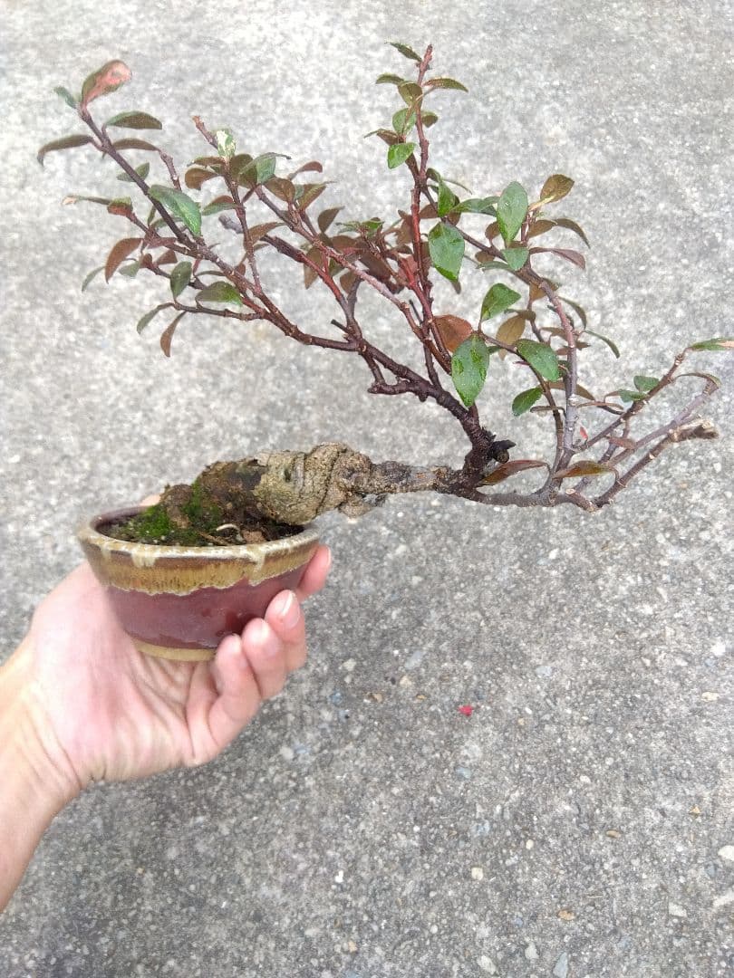 テイカカズラ　斑入り　盆栽　3.5号陶器鉢つき　古木❗曲がり❗極太❗