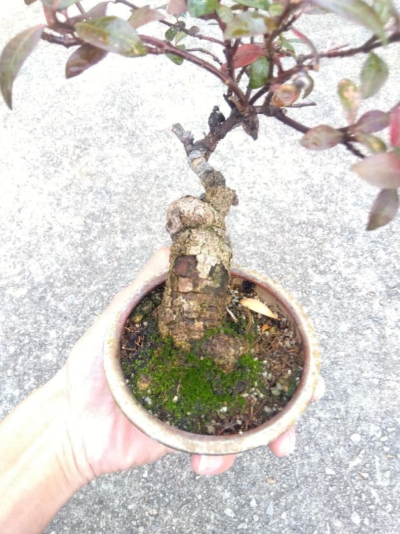 テイカカズラ　斑入り　盆栽　3.5号陶器鉢つき　古木❗曲がり❗極太❗