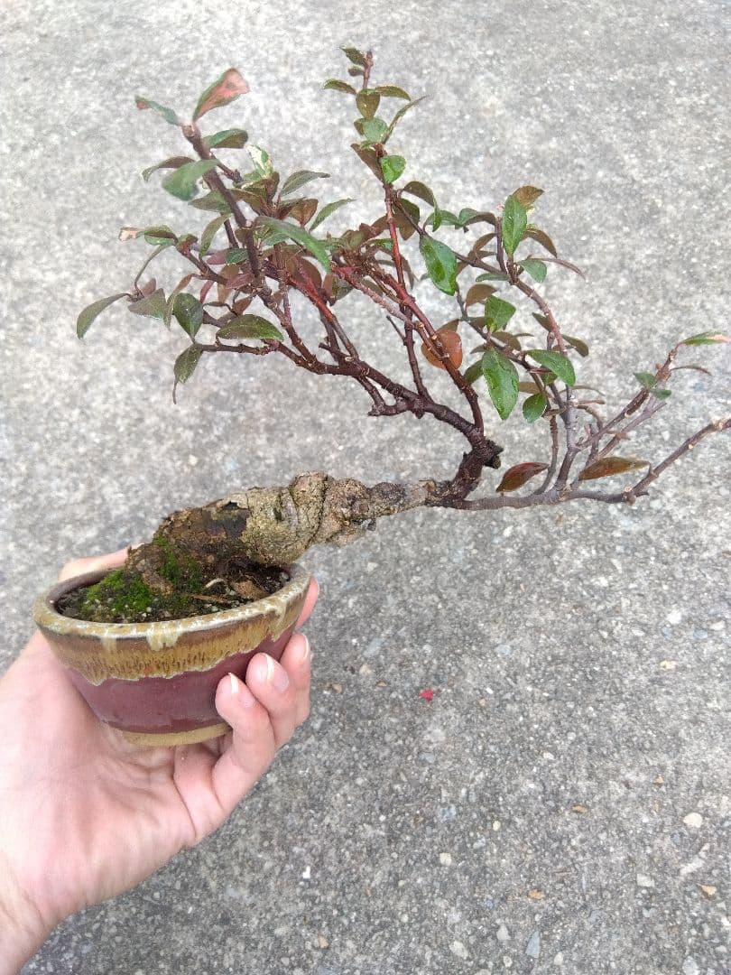 テイカカズラ　斑入り　盆栽　3.5号陶器鉢つき　古木❗曲がり❗極太❗