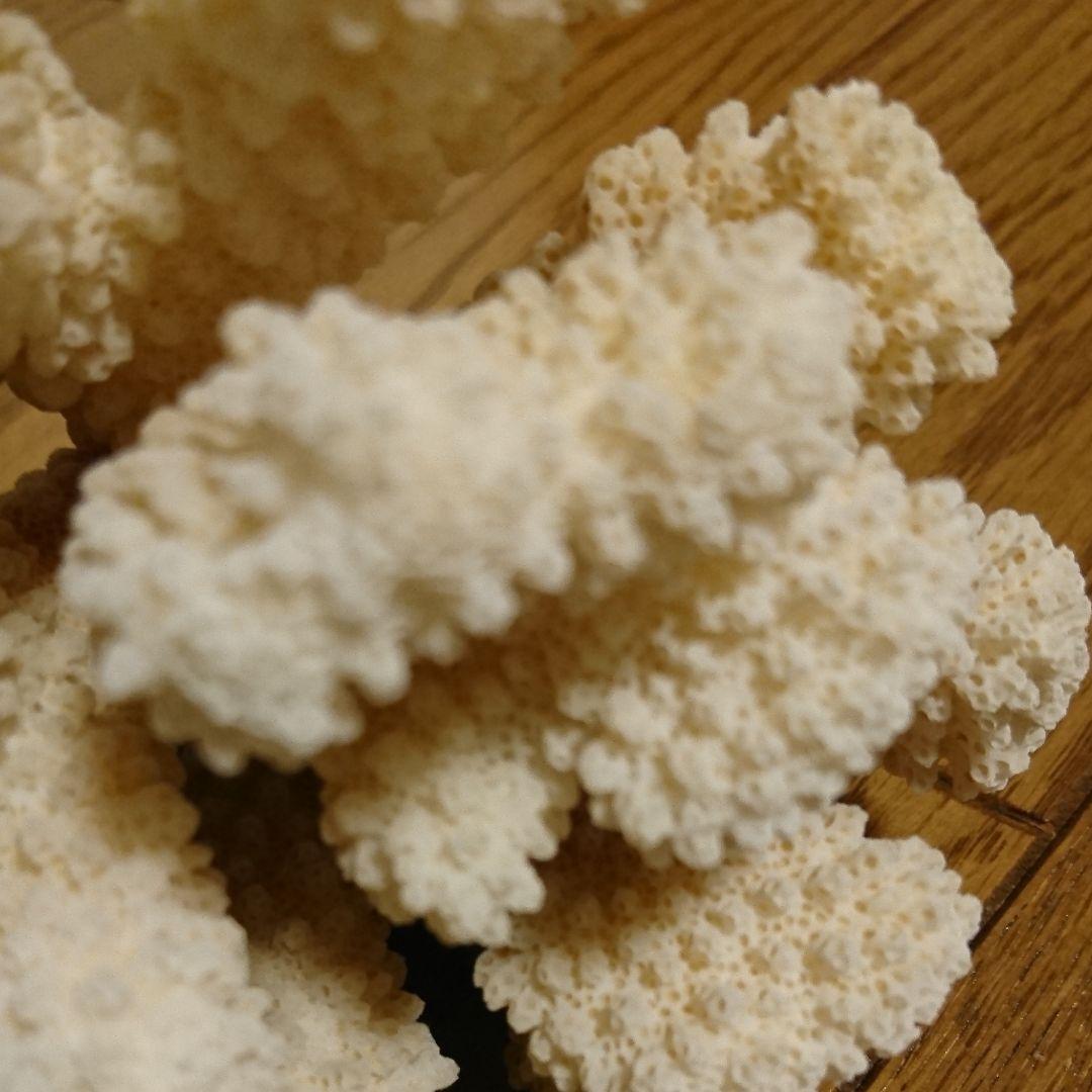 貴章なサンゴ！今は、採ってはいけない！超早い者勝ち！！！本物！白サンゴの置物！