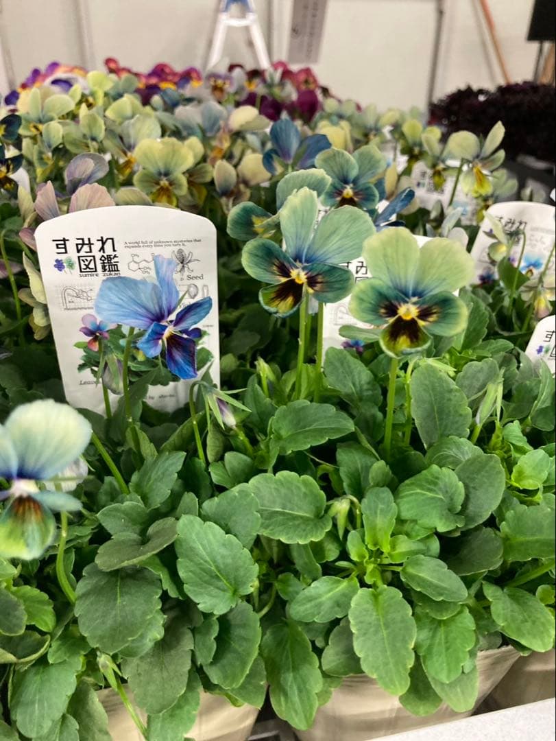 R*U様 すみれ図鑑　ビオラ　青緑　S-1