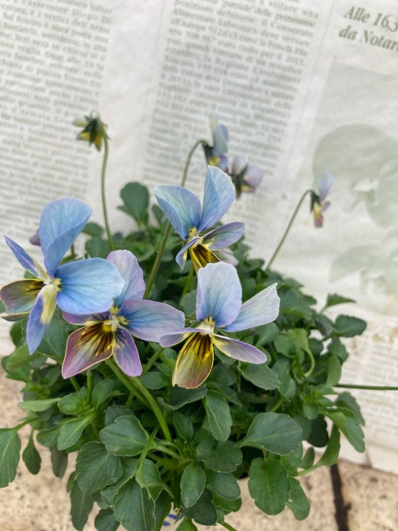 R*U様 すみれ図鑑　ビオラ　青緑　S-1