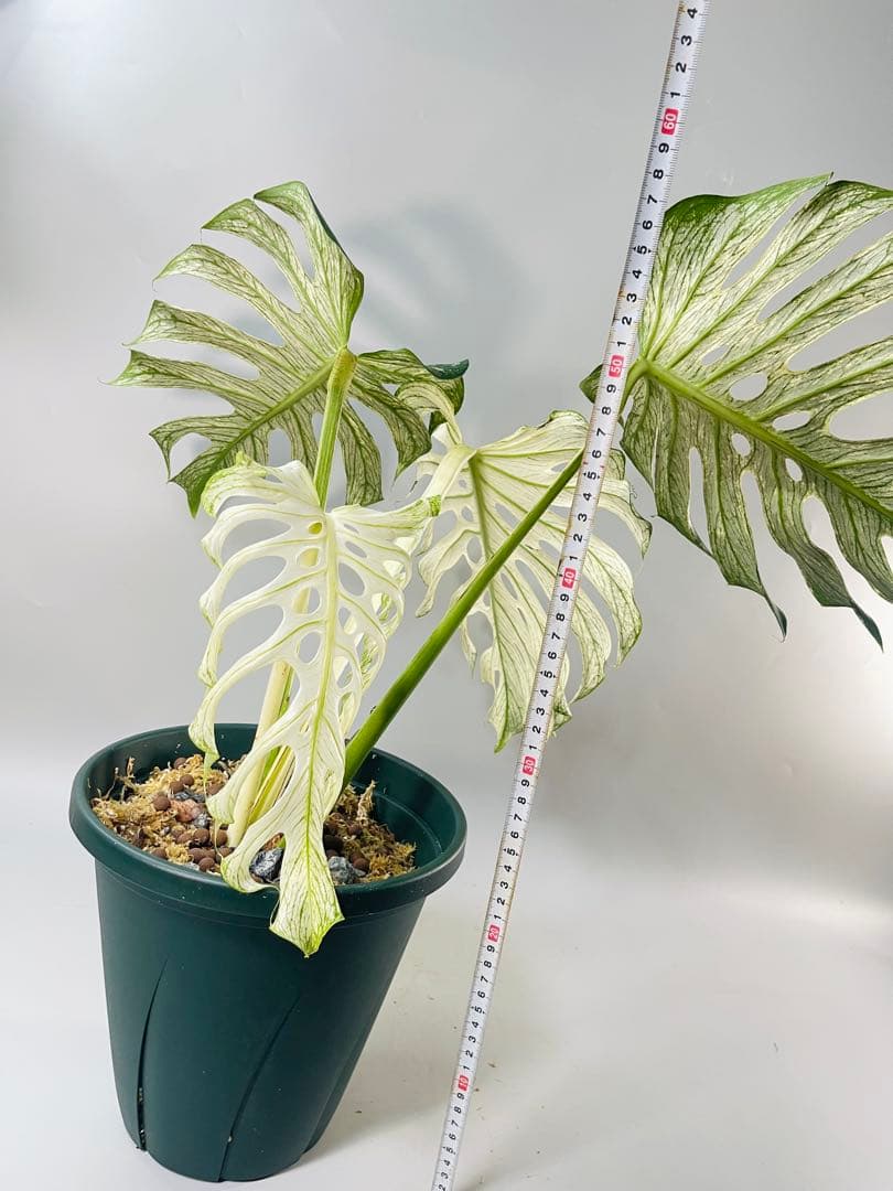 モンステラ デビルモンスター　MONSTERA DEVIL MONSTER