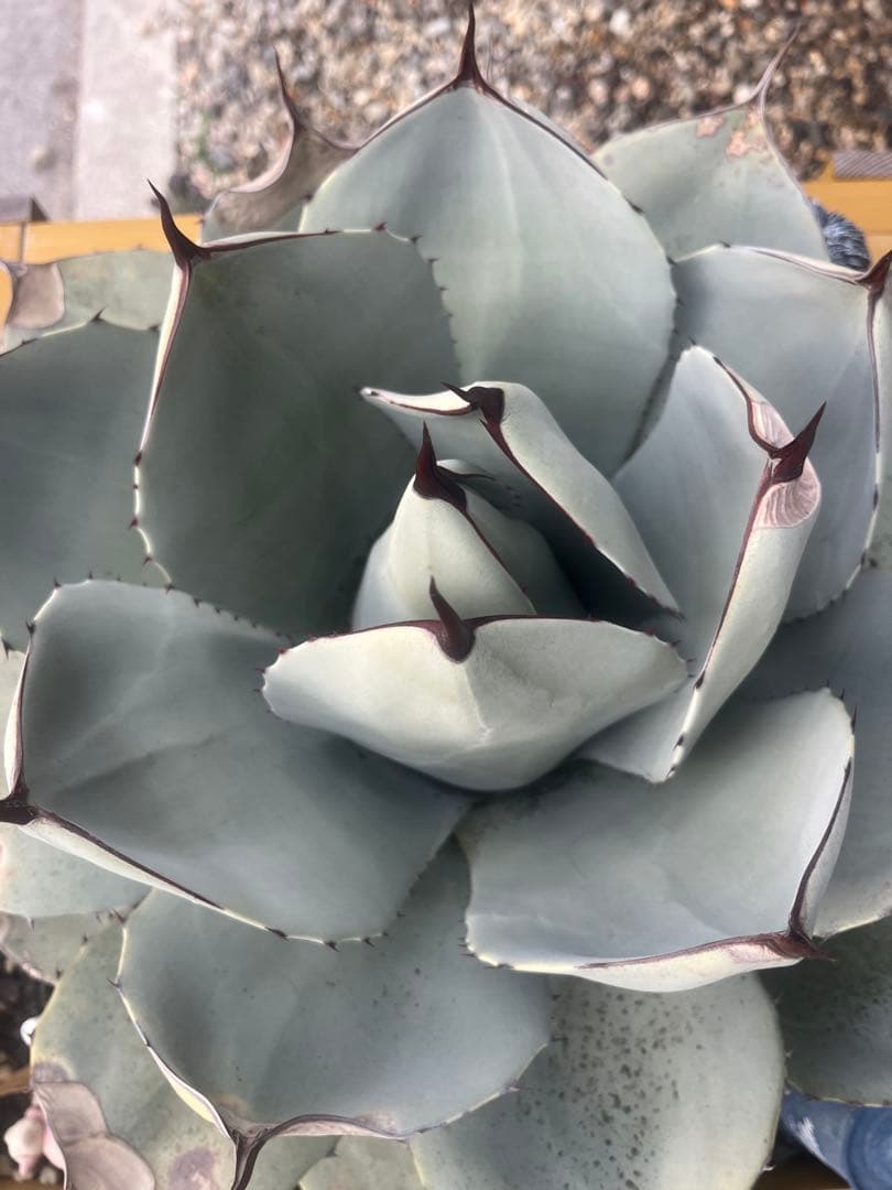 大株　アガベ パリー　トランカータ　ハンティントン