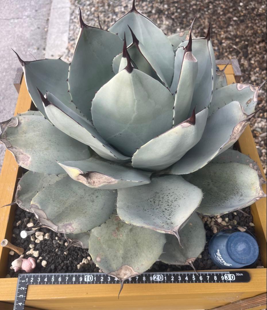 大株　アガベ パリー　トランカータ　ハンティントン