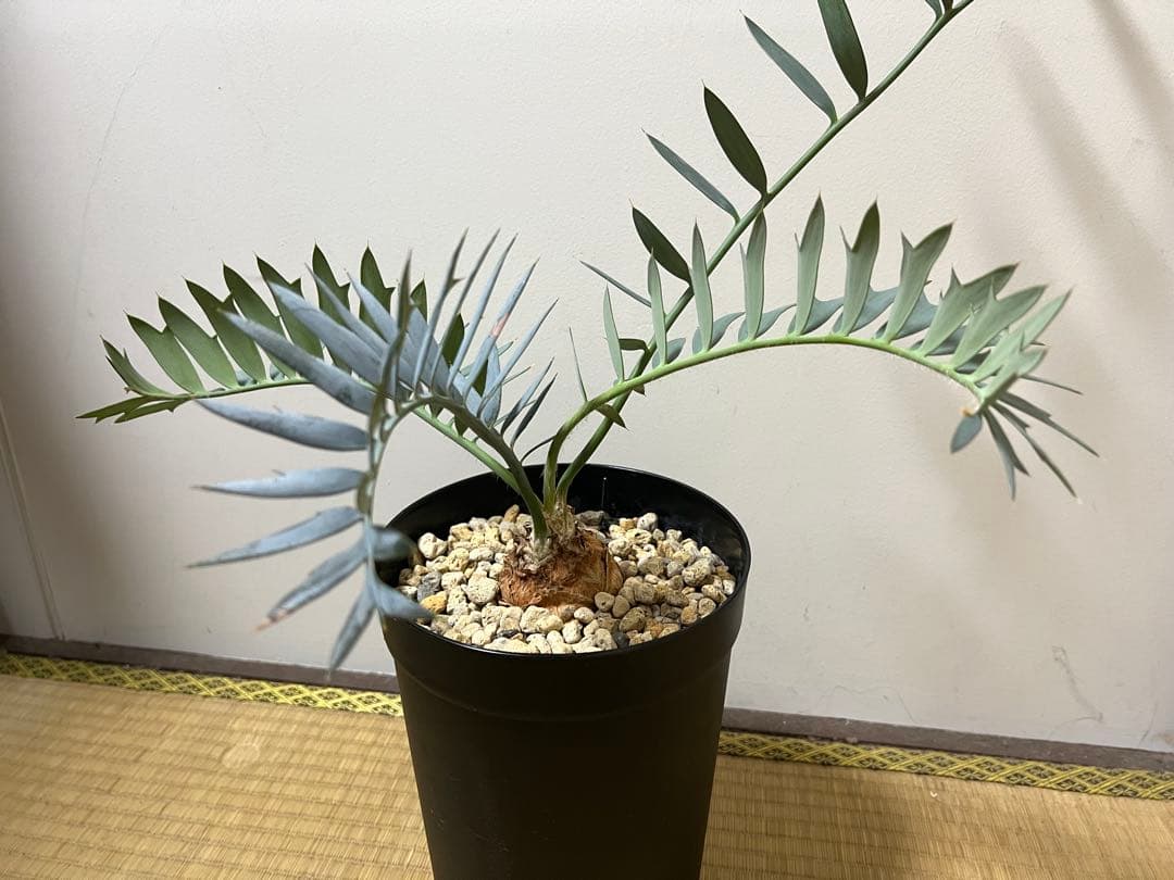 お買い得【南アフリカ産】エンセファラルトス・ホリダス