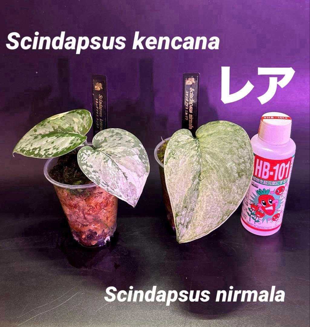 スキンダプサス ケンカナ 【レア】 スキンダプサ　ニルマラ　セット　L5