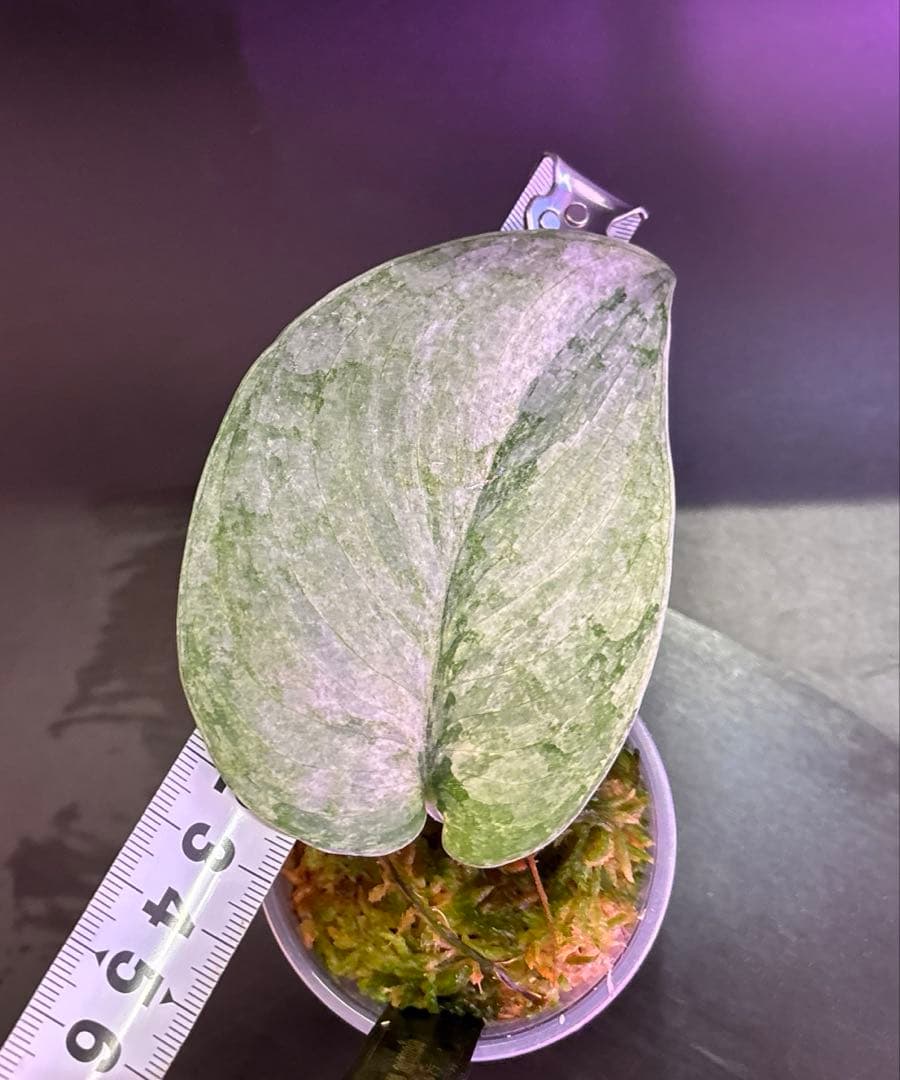 スキンダプサス ケンカナ 【レア】 スキンダプサ　ニルマラ　セット　L5