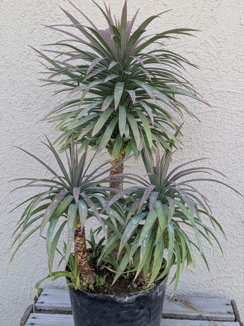 【コンパクトサイズ】ユッカ　デスメティアーナ子株付き