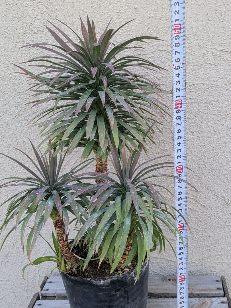 【コンパクトサイズ】ユッカ　デスメティアーナ子株付き