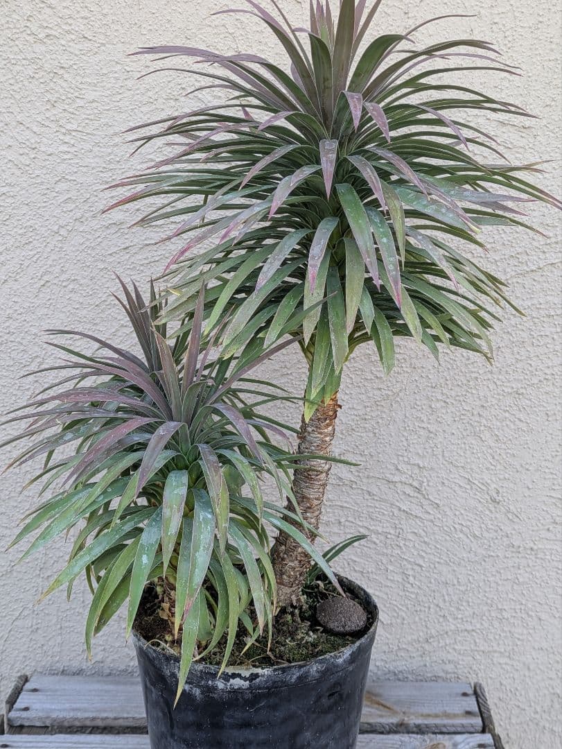 【コンパクトサイズ】ユッカ　デスメティアーナ子株付き