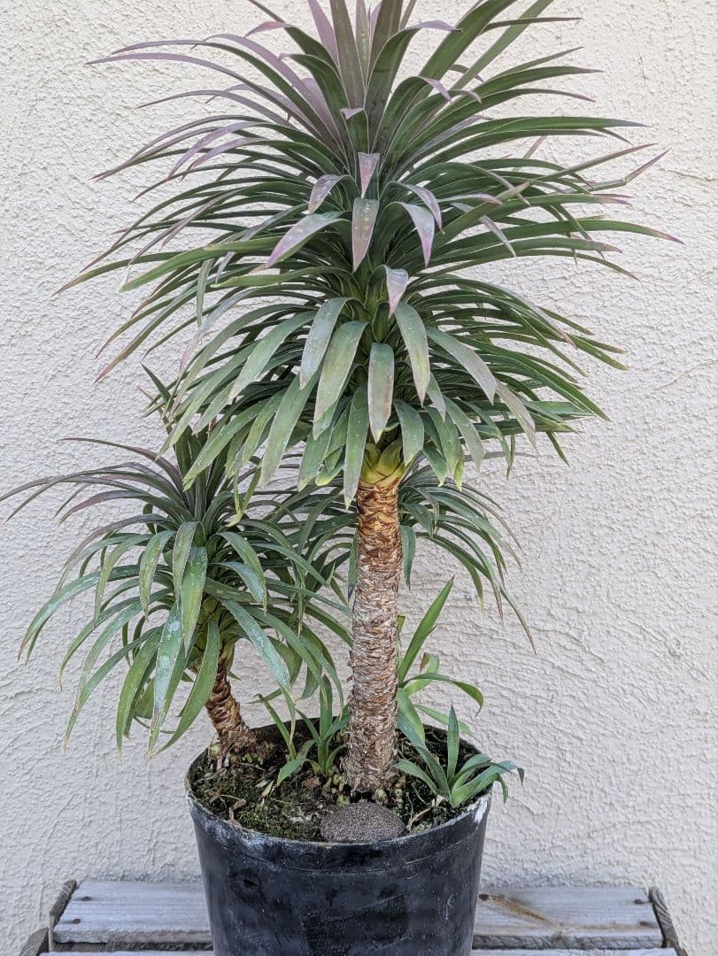 【コンパクトサイズ】ユッカ　デスメティアーナ子株付き