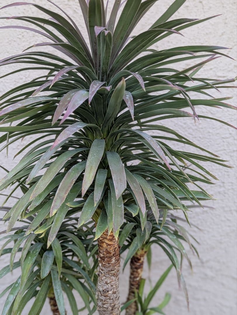 【コンパクトサイズ】ユッカ　デスメティアーナ子株付き