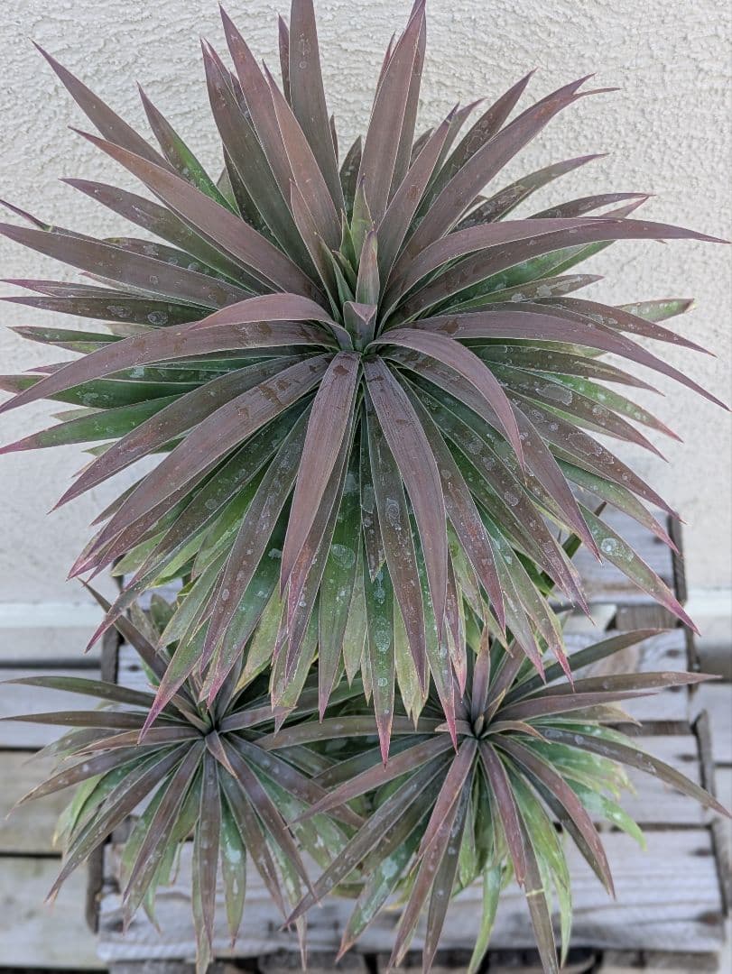 【コンパクトサイズ】ユッカ　デスメティアーナ子株付き