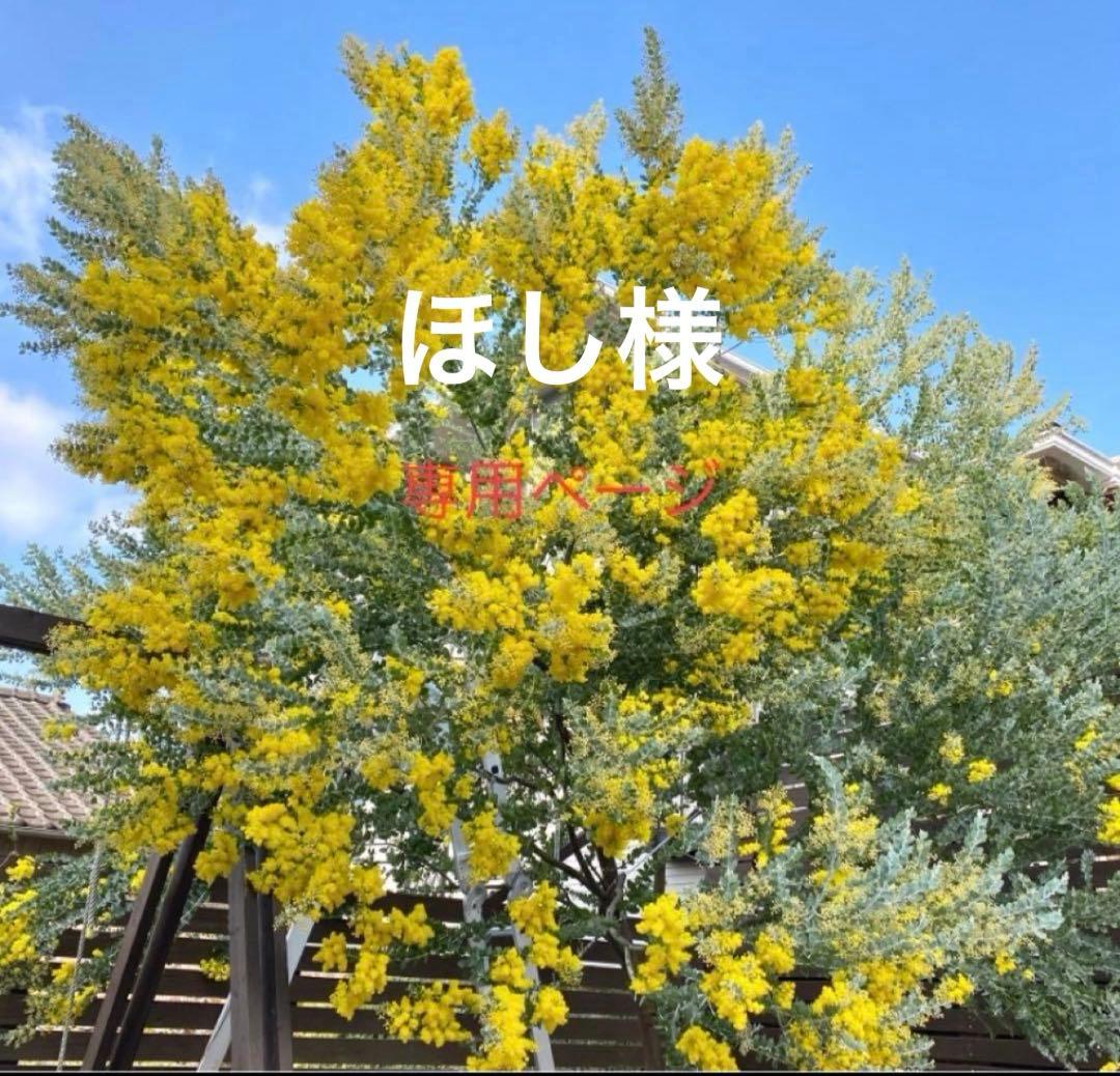 ほしページ　パールアカシア