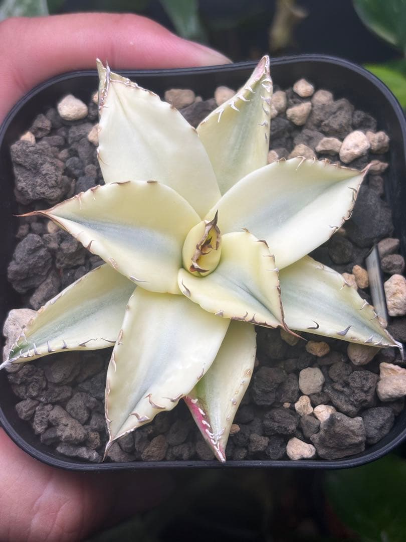 y*i様 アガベ　奇跡の株スナグルトゥース　ホホジロザメ　キングアーサー　ぶつぶ