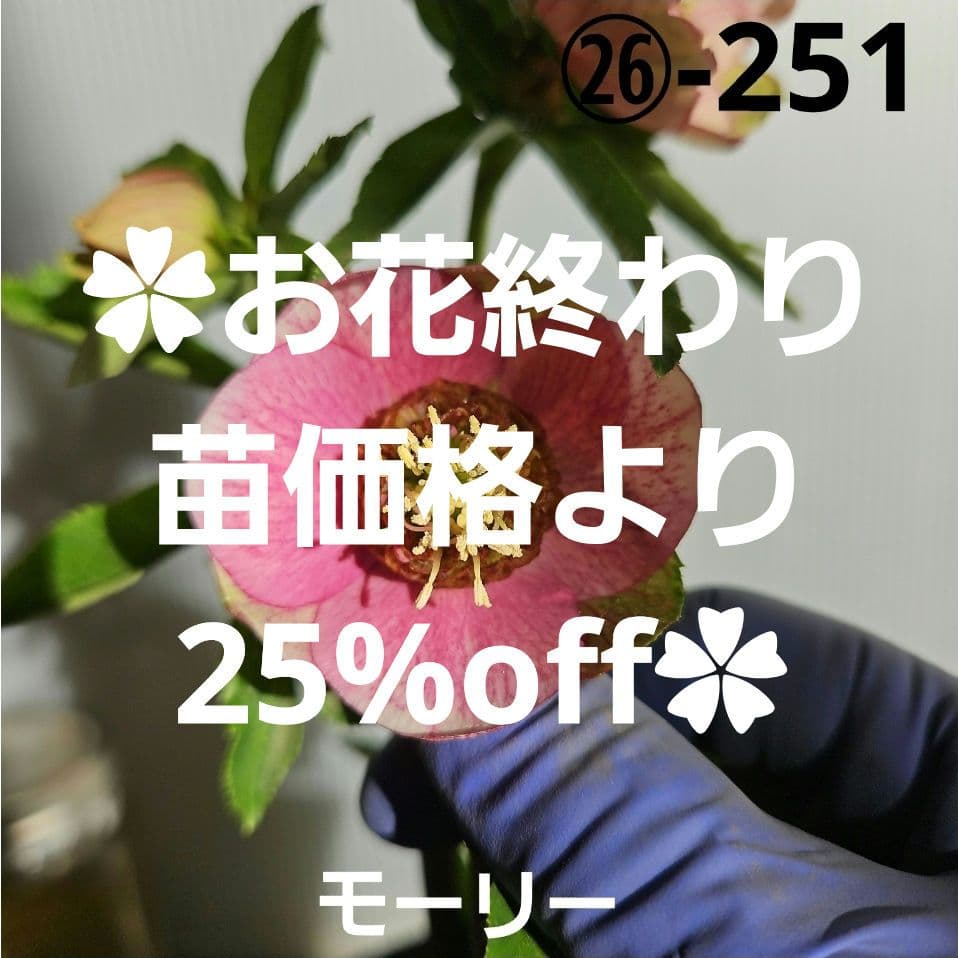 ㉖-251クリスマスローズ