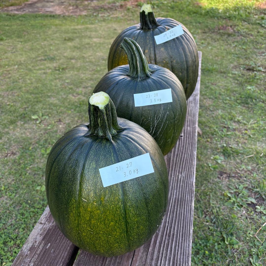 【ぷーこ】ハロウィンかぼちゃ　本物