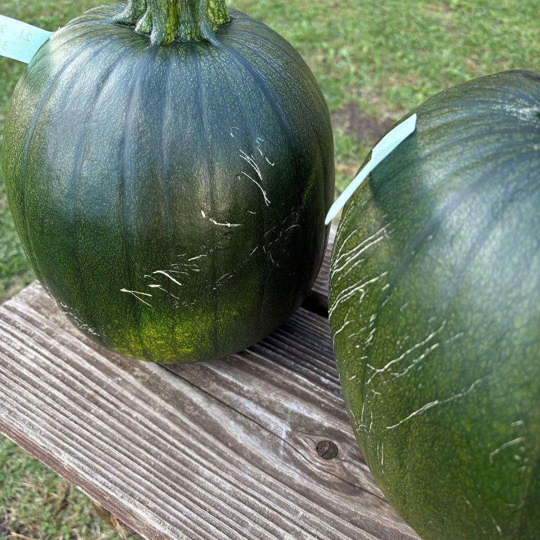 【ぷーこ】ハロウィンかぼちゃ　本物