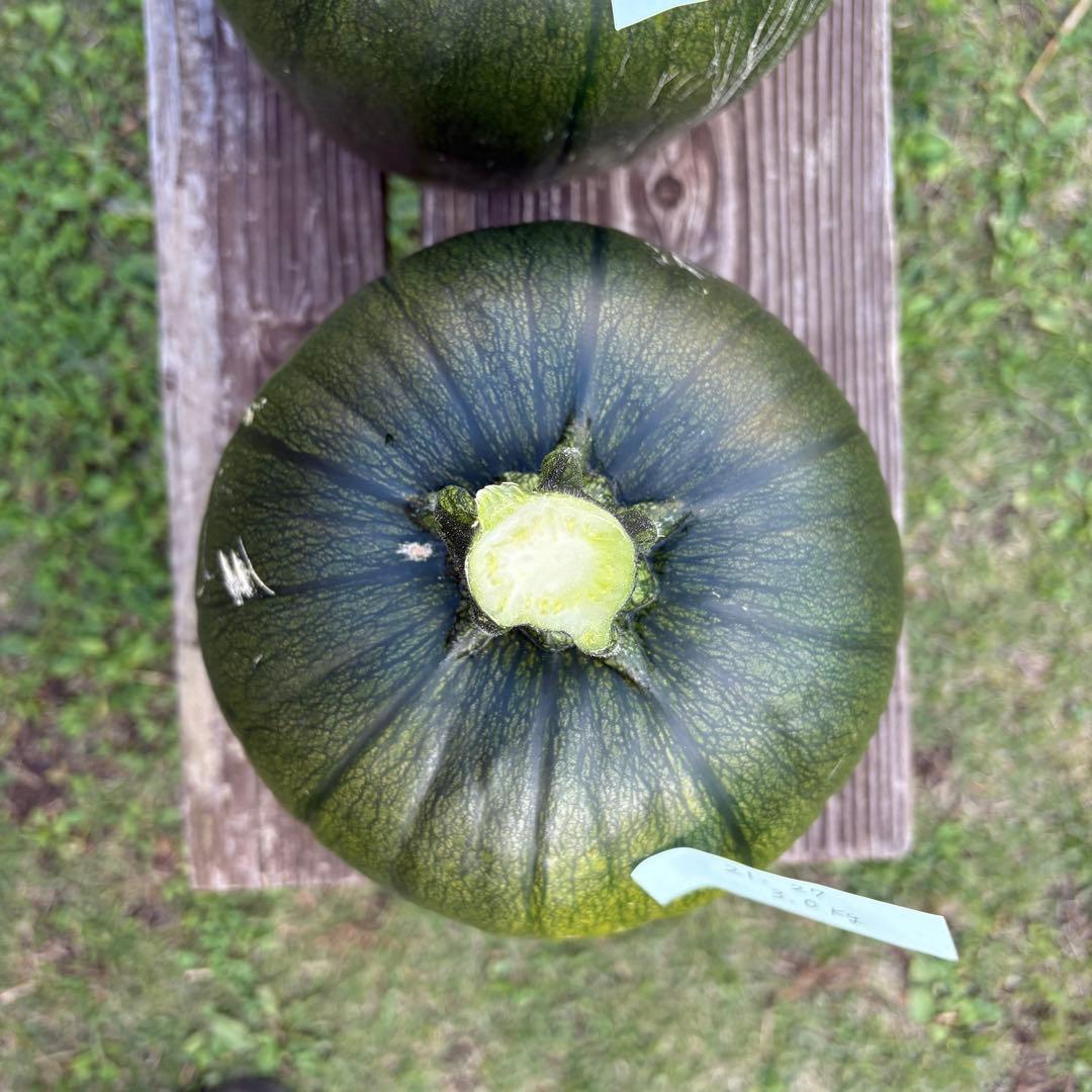 【ぷーこ】ハロウィンかぼちゃ　本物