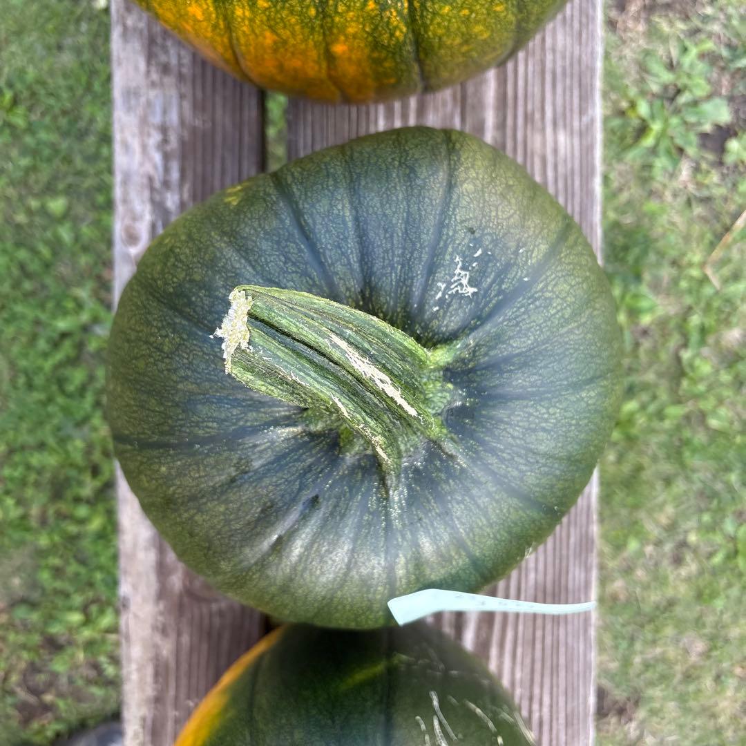 【ぷーこ】ハロウィンかぼちゃ　本物