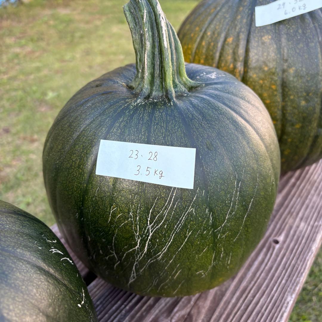 【ぷーこ】ハロウィンかぼちゃ　本物